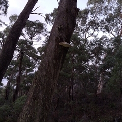 Laetiporus portentosus by Dron
