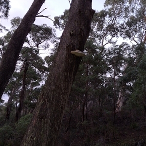 Laetiporus portentosus by Dron