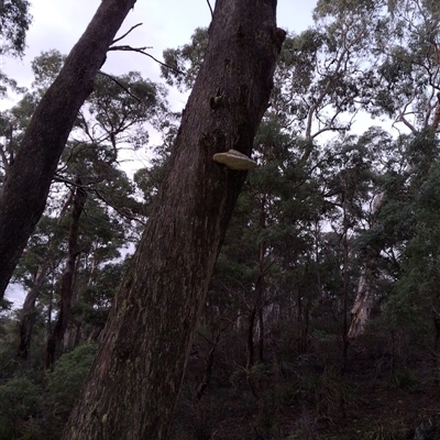 Laetiporus portentosus by Dron