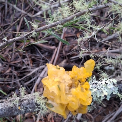 Unverified Fungus by Dron