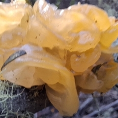 Tremella mesenterica at Mongarlowe, NSW - suppressed