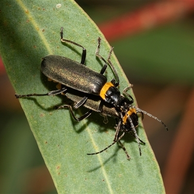 Chauliognathus lugubris (Plague Soldier Beetle) at Giralang, ACT - 1 May 2025 by AlisonMilton