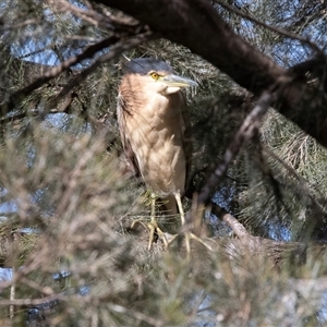 Nycticorax caledonicus at Giralang, ACT - Today by AlisonMilton