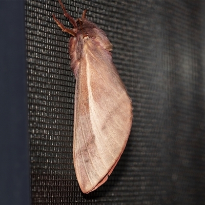 Oxycanus dirempta (Variable Oxycanus) at Higgins, ACT - 30 Apr 2025 by AlisonMilton