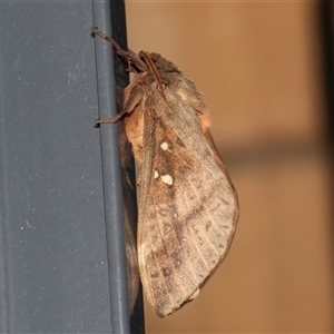Oxycanus dirempta at Higgins, ACT - Yesterday by AlisonMilton