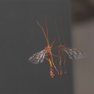 Unverified Parasitic wasp (numerous families) at Lawson, ACT - 1 May 2025 by AlisonMilton