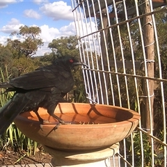 Corcorax melanorhamphos at Crowther, NSW - 29 Apr 2025 by Frecko
