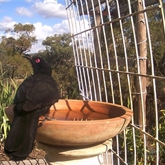 Corcorax melanorhamphos at Crowther, NSW - 29 Apr 2025 01:59 PM