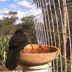 Corcorax melanorhamphos at Crowther, NSW - 29 Apr 2025 01:59 PM