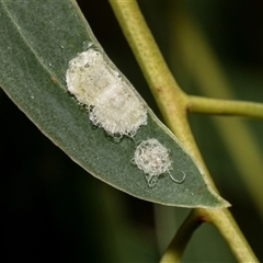 Glycaspis sp. (genus) (Unidentified sugary lerp) at Giralang, ACT - 1 May 2025 by AlisonMilton
