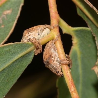 Gonipterus scutellatus (Eucalyptus snout beetle, gum tree weevil) at Giralang, ACT - 1 May 2025 by AlisonMilton