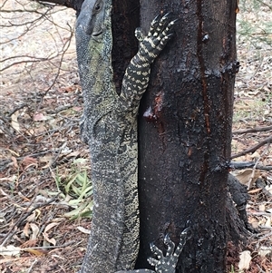 Varanus varius at Crowther, NSW - 12 Dec 2018 by Frecko
