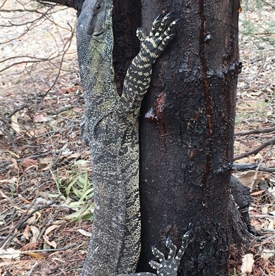 Varanus varius (Lace Monitor) at Crowther, NSW - 12 Dec 2018 by Frecko