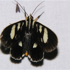 Mimeusemia centralis (A Day-flying moth (Agaristinae) at Wooroonooran, QLD - 22 Oct 2008 by PJH123