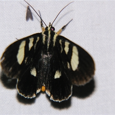 Mimeusemia centralis (A Day-flying moth (Agaristinae) at Wooroonooran, QLD - 22 Oct 2008 by PJH123