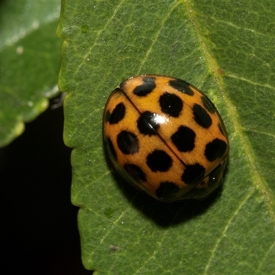 Harmonia conformis (Common Spotted Ladybird) at McKellar, ACT - 1 May 2025 by AlisonMilton