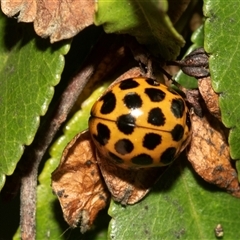 Harmonia conformis at McKellar, ACT - 1 May 2025 12:40 PM