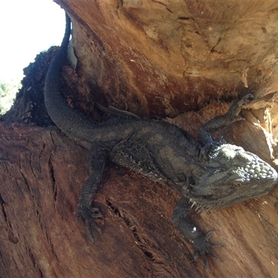 Pogona barbata (Eastern Bearded Dragon) at Crowther, NSW - 27 Feb 2018 by Frecko