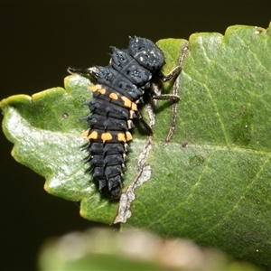 Harmonia conformis (Common Spotted Ladybird) at McKellar, ACT - Today by AlisonMilton