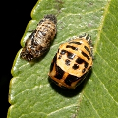Harmonia conformis (Common Spotted Ladybird) at McKellar, ACT - 1 May 2025 by AlisonMilton