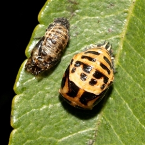 Harmonia conformis (Common Spotted Ladybird) at McKellar, ACT - Today by AlisonMilton