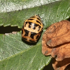 Harmonia conformis at McKellar, ACT - 1 May 2025 12:40 PM