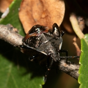 Unverified Shield, Stink or Jewel Bug (Pentatomoidea) at McKellar, ACT - Today by AlisonMilton