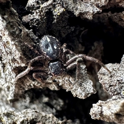 Tharpyna campestrata (Country Crab Spider) at Hackett, ACT - 1 May 2025 by Pirom