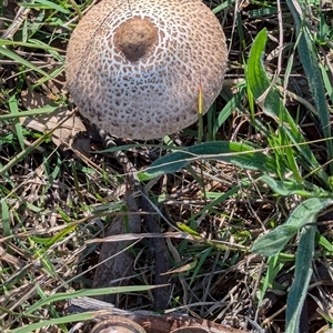 Chlorophyllum sp. at Hawker, ACT - Today by CattleDog