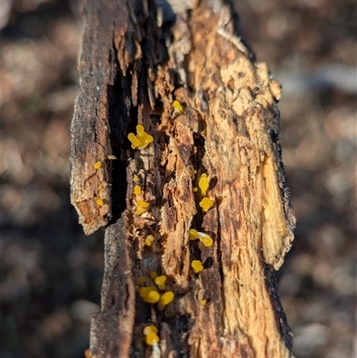 zz jelly-like puzzles at Hawker, ACT - Yesterday by CattleDog