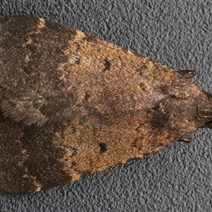 Unverified Noctuoid moth (except Arctiinae) at Rosedale, NSW - 28 Apr 2025 by jb2602