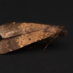 Hydrillodes dimissalis at Rosedale, NSW - 28 Apr 2025 11:45 PM