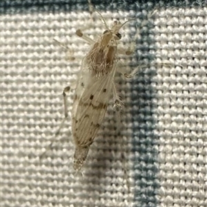 Chaoborus ornatipennis by Pirom