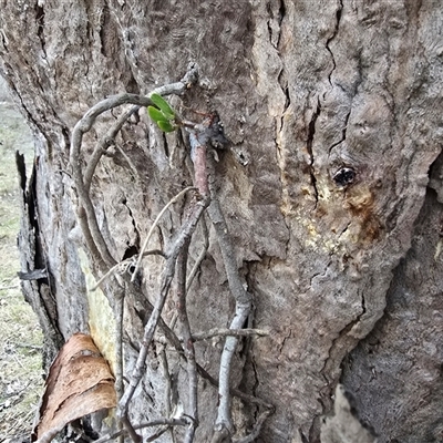 Muellerina eucalyptoides (Creeping Mistletoe) at Symonston, ACT - 1 May 2025 by Mike