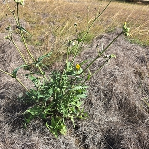 Sonchus oleraceus at Mawson, ACT - Today by Mike