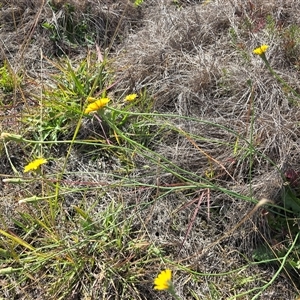 Hypochaeris radicata at Mawson, ACT - Today by Mike