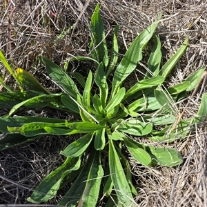 Plantago lanceolata at Mawson, ACT - Today by Mike