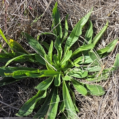 Plantago lanceolata (Ribwort Plantain, Lamb's Tongues) at Mawson, ACT - 1 May 2025 by Mike