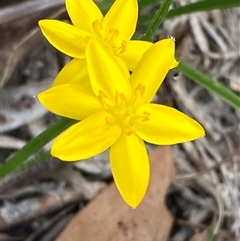 Hypoxis hygrometrica var. villosisepala (Golden Weather-grass) by Tapirlord