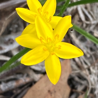 Hypoxis hygrometrica var. villosisepala (Golden Weather-grass) by Tapirlord