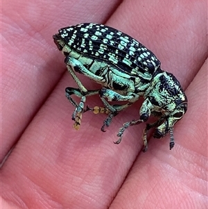 Chrysolopus spectabilis (Botany Bay Weevil) at Uriarra Village, ACT - 7 Feb 2025 by Tapirlord