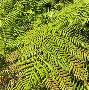 Cyathea australis subsp. australis (Rough Tree Fern) at Uriarra Village, ACT - 7 Feb 2025 by Tapirlord