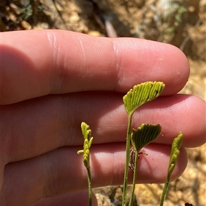 Schizaea bifida (Forked Comb Fern) at Uriarra Village, ACT - 7 Feb 2025 by Tapirlord