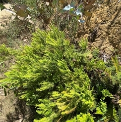 Sticherus lobatus (Spreading Fan Fern) at Uriarra Village, ACT - 7 Feb 2025 by Tapirlord
