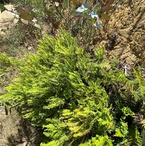 Sticherus lobatus (Spreading Fan Fern) at Uriarra Village, ACT - 7 Feb 2025 by Tapirlord