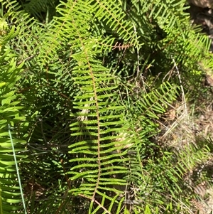 Gleichenia microphylla (Scrambling Coral Fern) at Uriarra Village, ACT - 7 Feb 2025 by Tapirlord