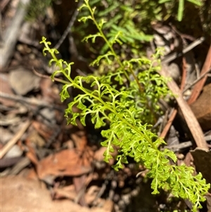 Lindsaea microphylla (Lacy Wedge-fern) at Uriarra Village, ACT - 7 Feb 2025 by Tapirlord