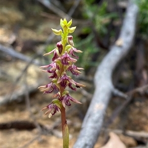 Corunastylis ectopa (Brindabella midge orchid) by Tapirlord