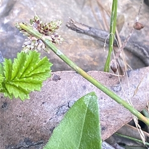 Isolepis inundata (Swamp Club Rush) at Monga, NSW - 6 Feb 2025 by Tapirlord