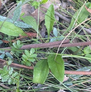 Plantago debilis (Shade Plantain) at Monga, NSW - 6 Feb 2025 by Tapirlord